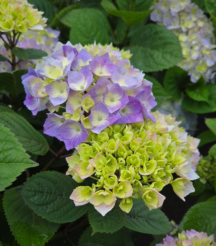 Hydrangea macrophylla Let's Dance Sky View®