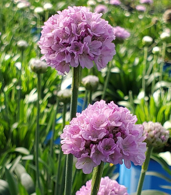 Armeria pseudarmeria Dreameria® Sweet Dreams