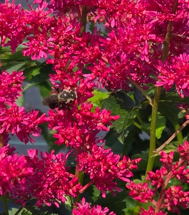 Astilbe x Younique™ 'Ruby Red'