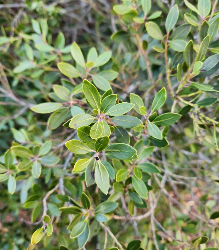 Ilex glabra Forever Emerald™