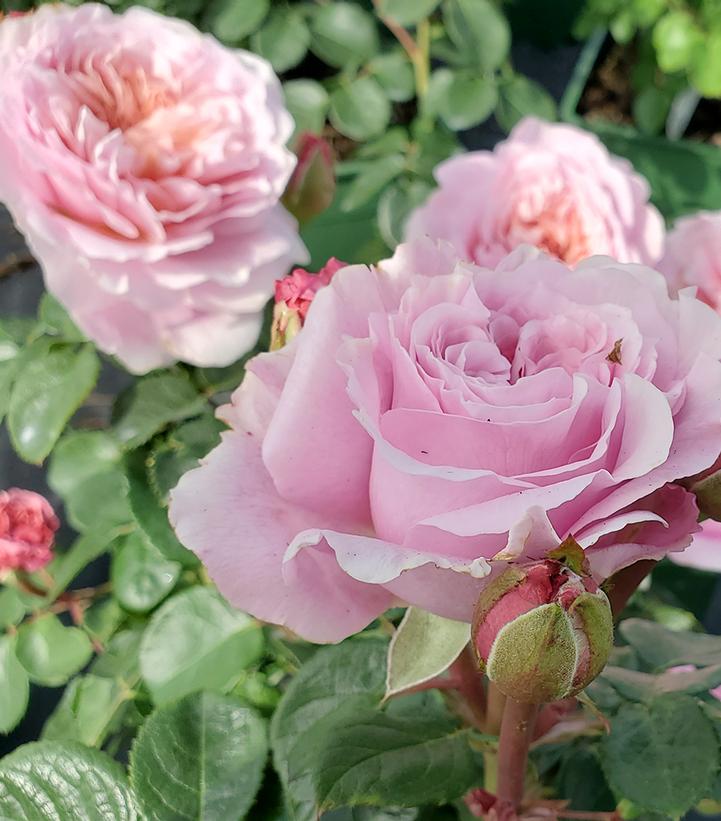 Rosa Eustacia Vye