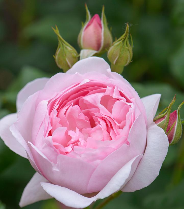 Rosa Scepter'd Isle