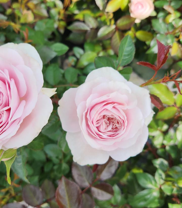 Rosa Silas Marner®