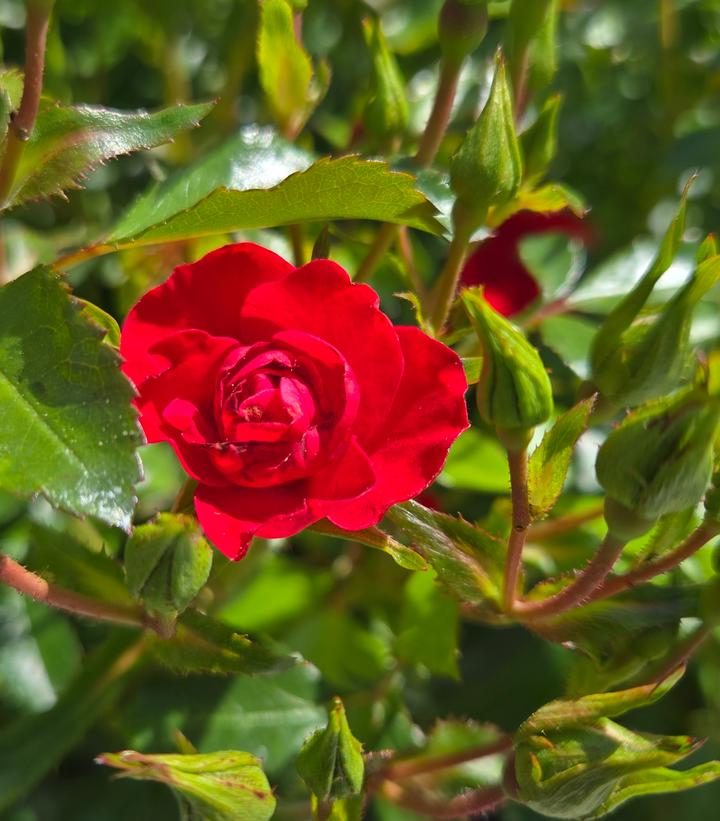 Rosa Flower Carpet® Mini Cherry