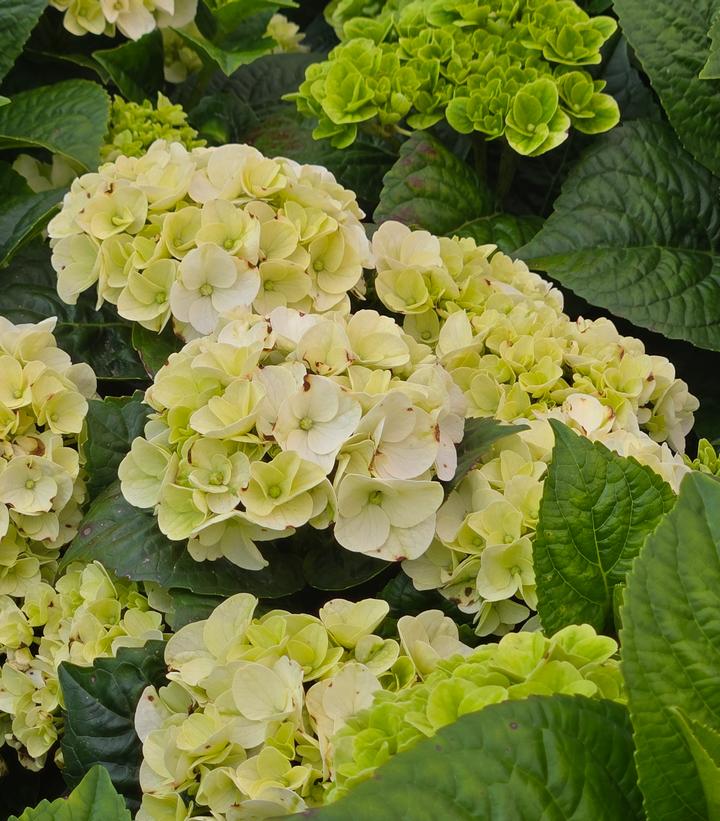 Hydrangea macrophylla Grin and Tonic™