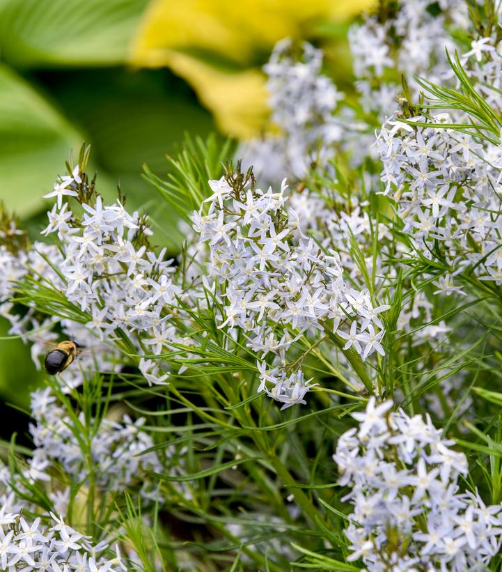 Amsonia x 'String Theory'