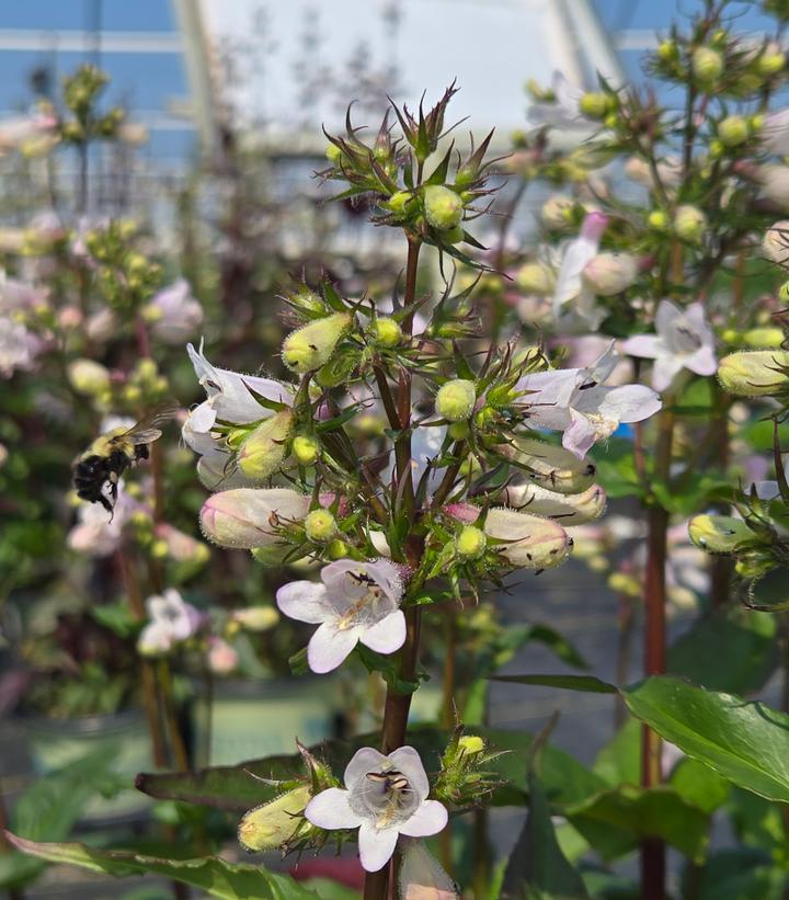 Penstemon digitalis Husker Red