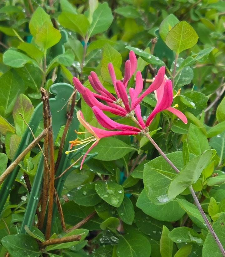Lonicera x 'Coral Star'