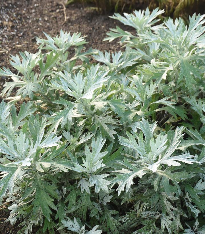 Artemisia x 'Silver Lining'