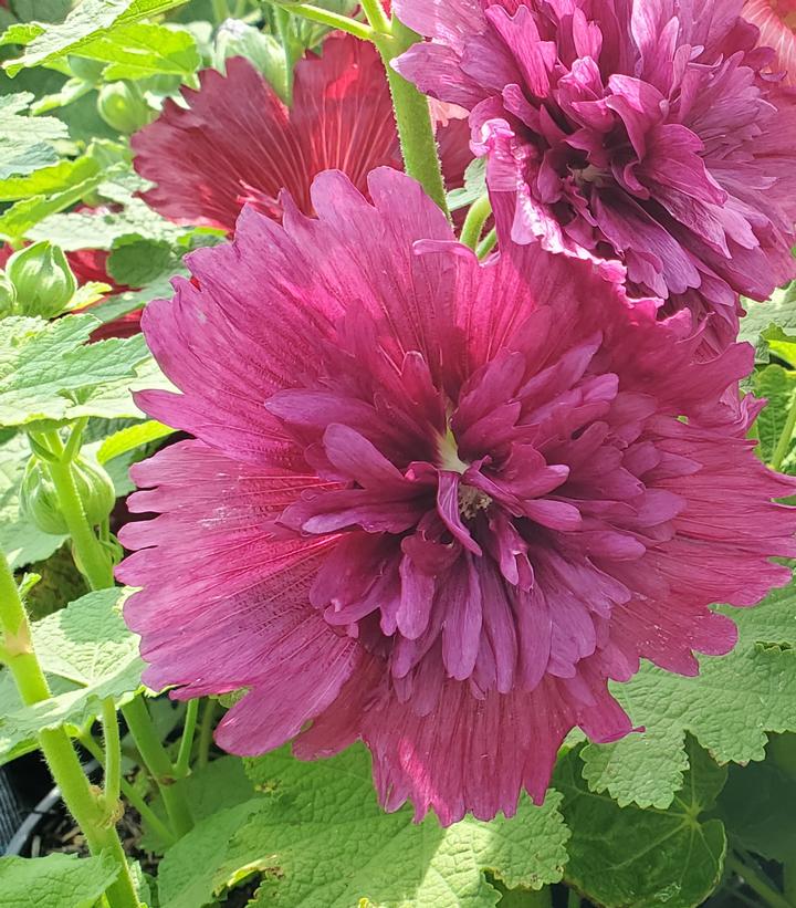 Alcea rosea annua Spring Celebrities Mix
