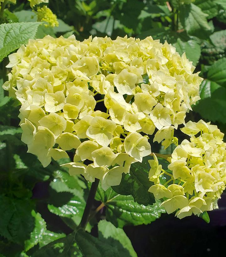 Hydrangea arborescens FlowerFull™