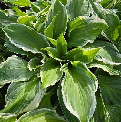 Hosta 'So Sweet'