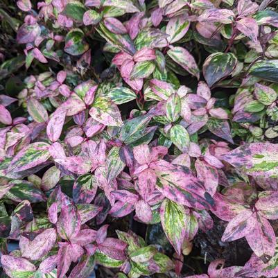 Leucothoe fontanesiana Paisley Pup™