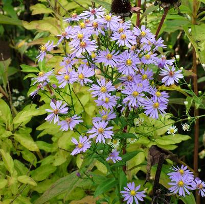 Aster laeve 