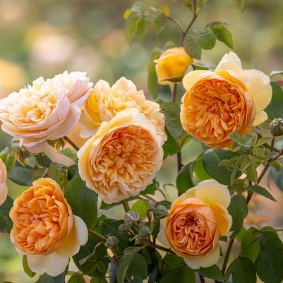 Rosa Bring Me Sunshine