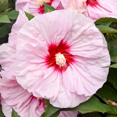 Hibiscus x Summerific® All Eyes on Me