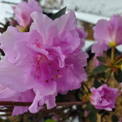 Azalea x 'Elsie Lee'