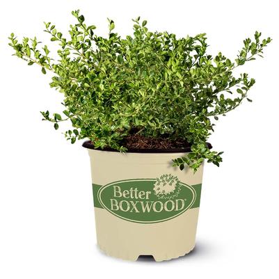 Buxus x Babylon Beauty™