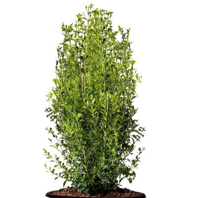 Buxus x Heritage™