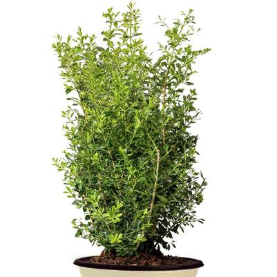 Buxus x Skylight™