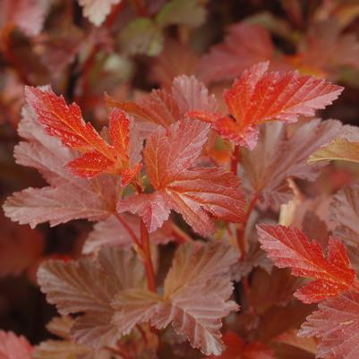 Physocarpus opulifolius 'Center Glow'