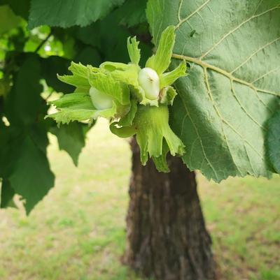 Corylus americana 