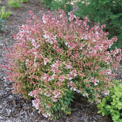 Abelia x grandiflora Poco Loco®
