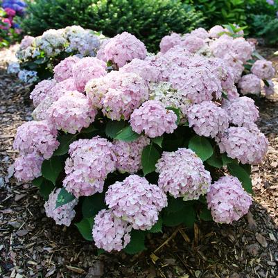 Hydrangea macrophylla Wee Bit Innocent™