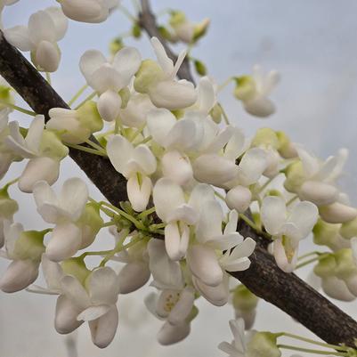 Cercis canadensis f. alba 