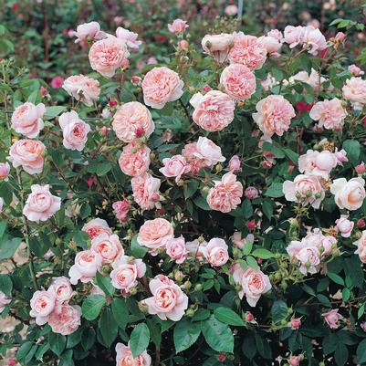 Rosa Colette™