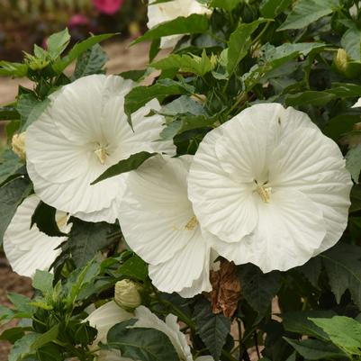 Hibiscus x Marshmallow Moon