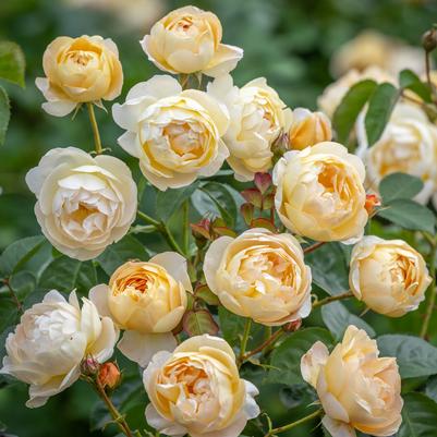 Rosa Dannahue™