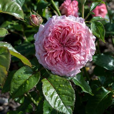 Rosa Romantica® Ball Gown™