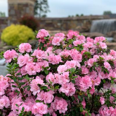 Azalea Ever After™ Blush