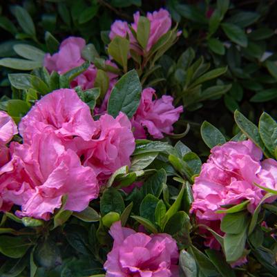 Azalea Ever After™ Pink