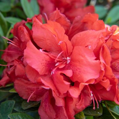 Azalea Ever After™ Ruby