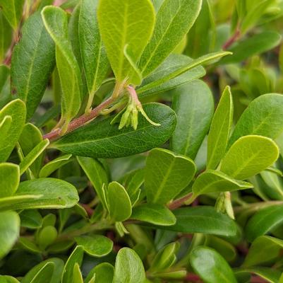 Arctostaphylos uva-ursi 'Massachusetts'