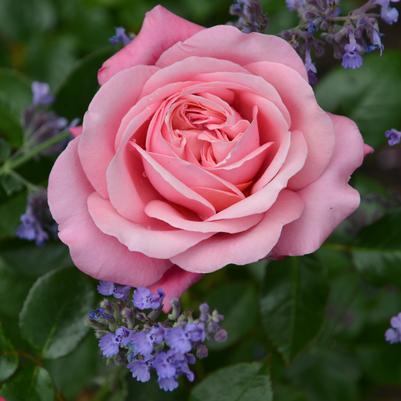 Rosa Showpiece™ Blush