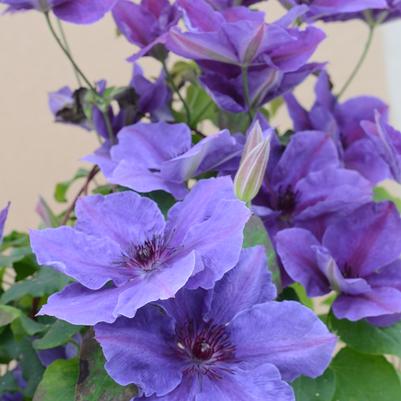 Clematis x Boulevard® Ravel™