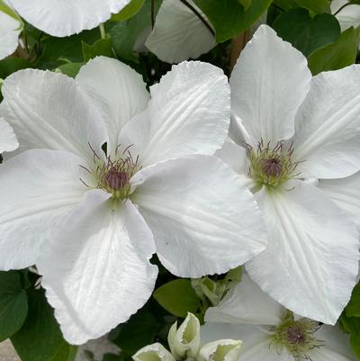 Clematis x Guernsey Flute™
