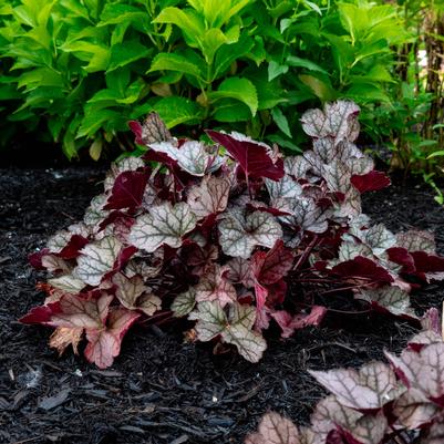 Heuchera Spice Curls™