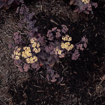 Sedum x Puff Pastry™ 'White Chocolate'