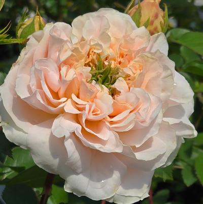Rosa Evelyn®