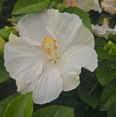 Hibiscus rosa-sinensis Hollywood Hibiscus® Earth Angel™