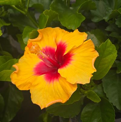 HIbiscus rosa-sinensis Hollywood Hibiscus® Rico Suave™