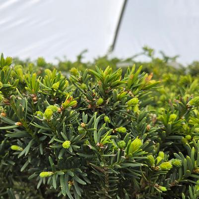 Taxus × media 'Everlow'