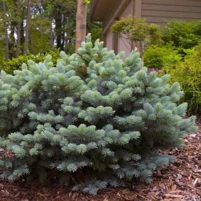 Picea pungens glauca 'Globosa'