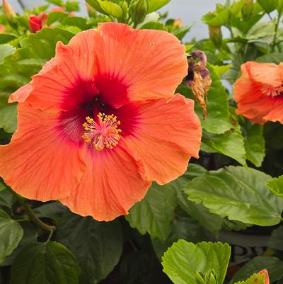 HIbiscus rosa-sinensis Hollywood Hibiscus® Disco Diva™
