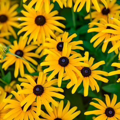 Rudbeckia x 'Treasure Trove'
