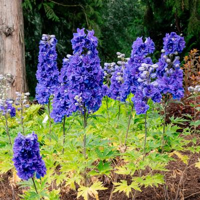 Delphinium x Laser Beam™
